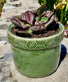 poterie toramur pot vert succulente
